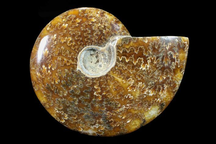 Polished, Agatized Ammonite (Cleoniceras) - Madagascar #88066